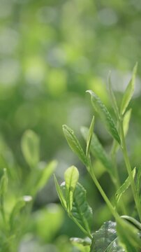 茶葉　茶畑　縦動画