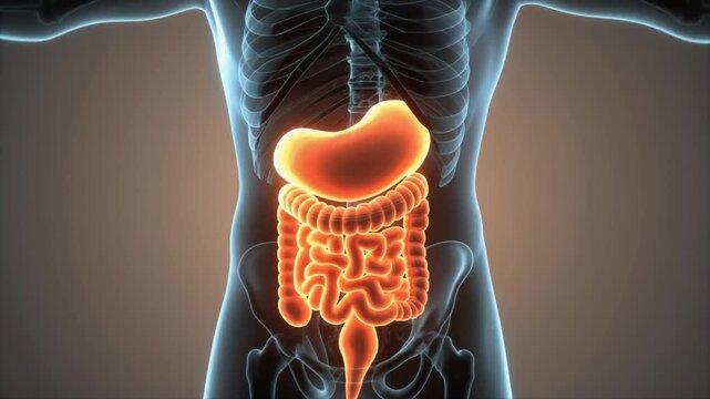 Digestive system cartoon 3D illustration of human anatomy