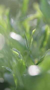 茶葉　茶畑　縦動画