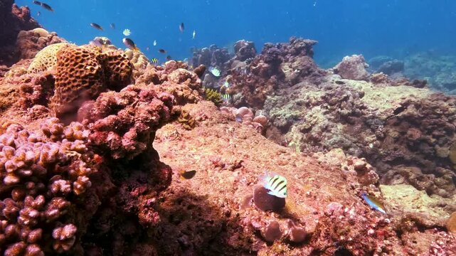 Sunlit coral reef: sergeant majors dart among glowing formations, revealing a bustling underwater world