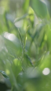 茶葉　茶畑　縦動画