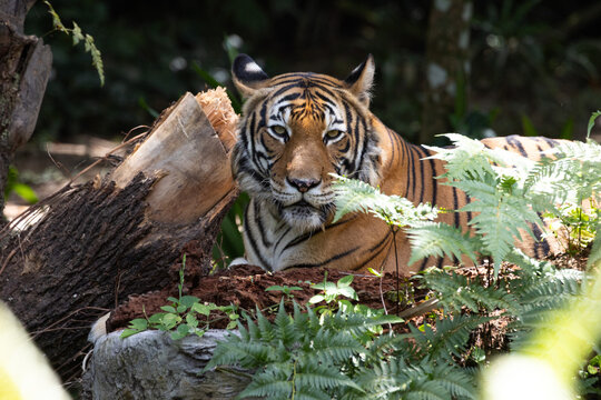 Fierce Malayan Tiger resting in the shade of the forest
