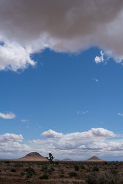 Joshua Trees Under Sunny Skies with Clouds Over the Mojave Desert