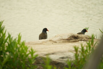 Two Common Moorhens standing on a boulder © Taka