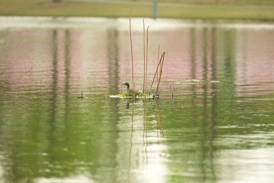 Little Grebe bird resting on its nest