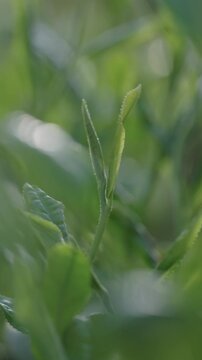 茶葉　茶畑　縦動画