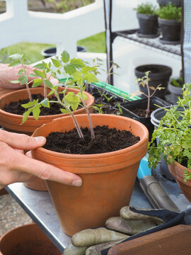 Umtopfen eigener Tomatenpflanzen