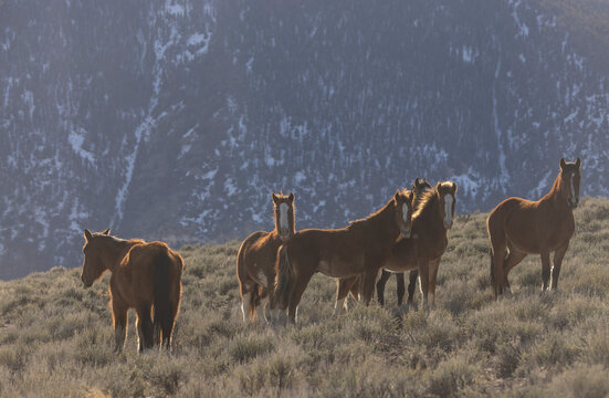 Beautiful Wild Horses Near Challis Idaho in Springtime