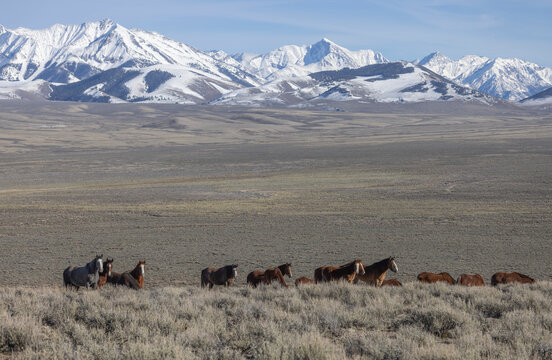 Beautiful Wild Horses Near Challis Idaho in Springtime