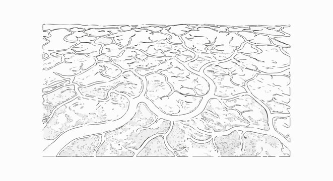 Stylized abstract depiction of a cellular structure or branching veins