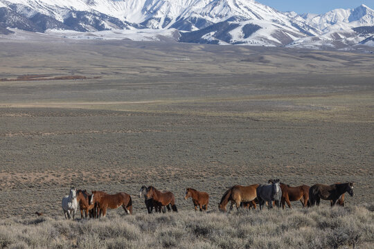 Beautiful Wild Horses Near Challis Idaho in Springtime