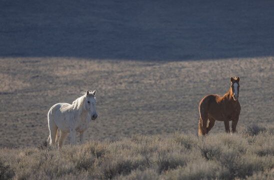 Beautiful Wild Horses Near Challis Idaho in Springtime