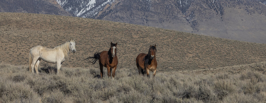 Beautiful Wild Horses Near Challis Idaho in Springtime