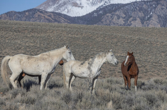 Beautiful Wild Horses Near Challis Idaho in Springtime