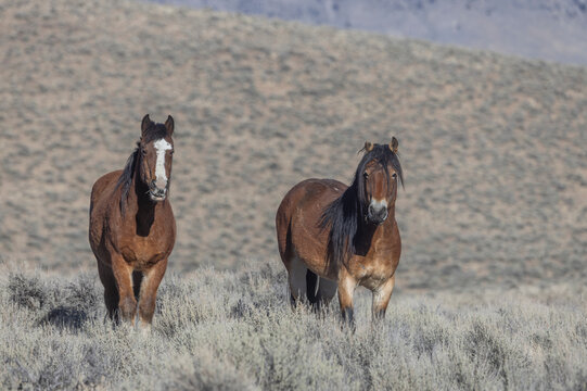Beautiful Wild Horses Near Challis Idaho in Springtime