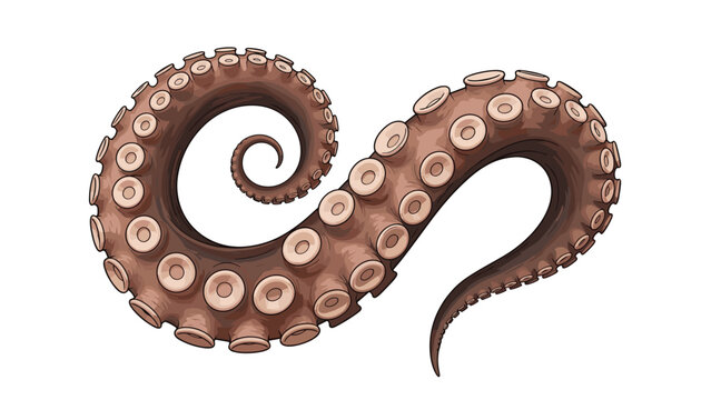 Single detailed octopus tentacle with prominent suckers curls into a large spiral against a white background.