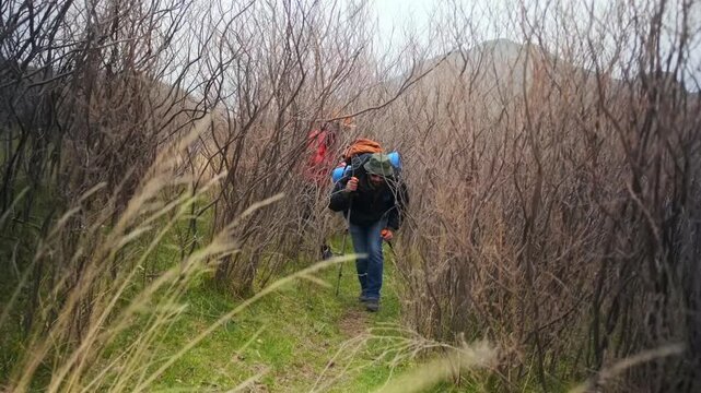 two hikers forcing their way through dense shrubs and narrow overgrown trail, dealing with obstacles and difficult terrain, showing persistence and determination during challenging outdoor trek