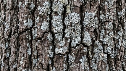 Fototapeta premium Close-Up of Textured Tree Bark Featuring Lichen and Organic Patterns in Nature