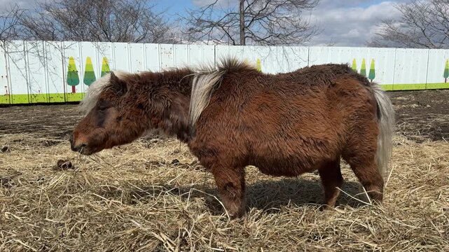 草を食べるポニー