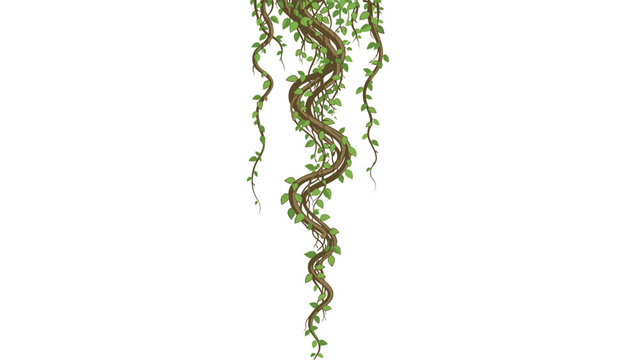Illustration of a long green hanging vine or liana with multiple twisting stems and small heart-shaped leaves, isolated on white.