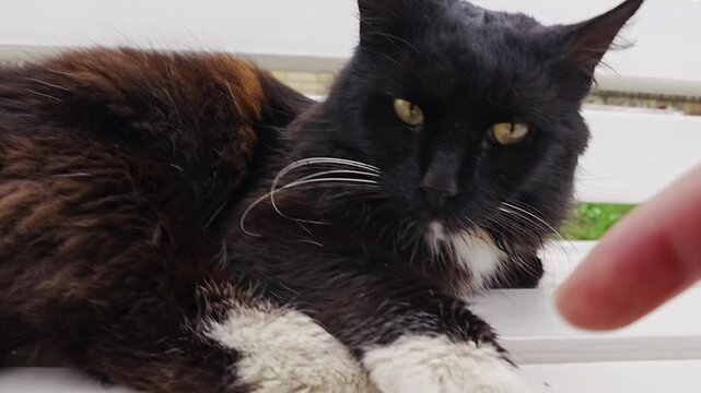 Cat enjoys playtime and petting outdoors in sunny weather