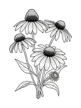 Line art cone flower isolated on white background 
