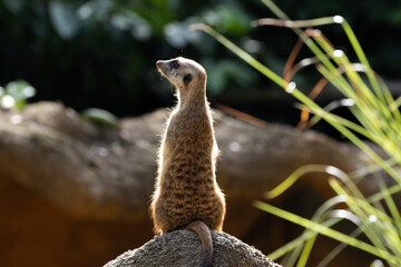 Naklejka premium Meerkat standing on a rock on lookout and scratching the ground for food 