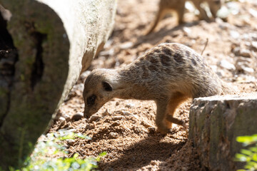 Naklejka premium Meerkat standing on a rock on lookout and scratching the ground for food 