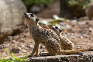 Naklejka premium Meerkat standing on a rock on lookout and scratching the ground for food 