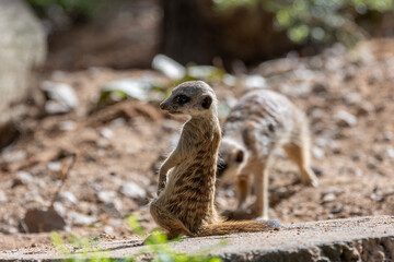 Naklejka premium Meerkat standing on a rock on lookout and scratching the ground for food 