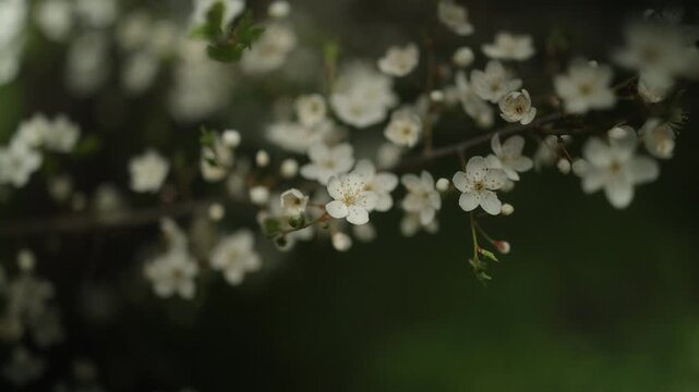 Cherry plum blossoms. Cherry plum branch with white flowers. 4k, 50 fps