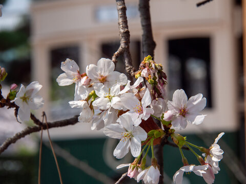 京都・平安神宮に保存されているレトロな京都市電と美しく咲く春の桜。満開のソメイヨシノの隙間から覗くクラシックな路面電車と、古都の歴史を感じるノスタルジックな春の風景
