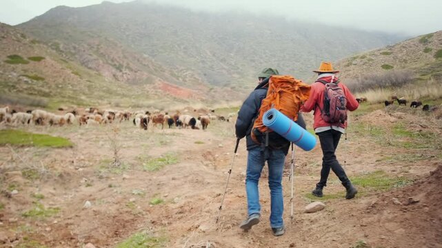 two hikers walking along mountain trail encounter large herd of sheep goats and rams ahead, slowing pace and observing animals in open rural landscape during outdoor adventure travel experience