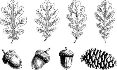 Vintage black and white oak leaves, acorns, and pine cone white background, leaf © Md