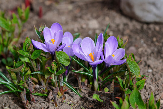 Purple crocus flowers blooming in the brown garden soil during early spring season with bright orange stamens and green leaves, new plant growth. Vibrant violet crocuses growing in the ground