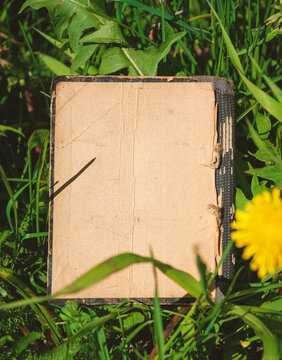 Vintage empty paper lies on green leaves of a plant with dandelion flower, creating a rustic and natural background. The weathered sheet blends with botanical foliage