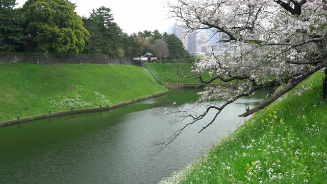 半蔵門のお堀と桜