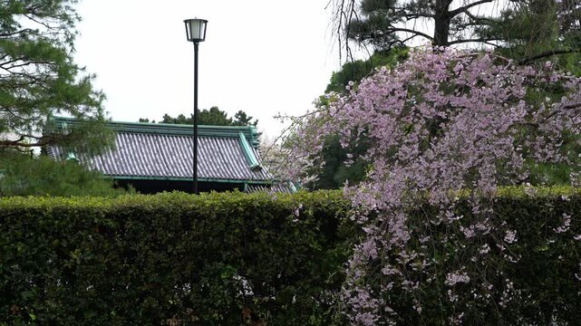 乾門の前のしだれ桜