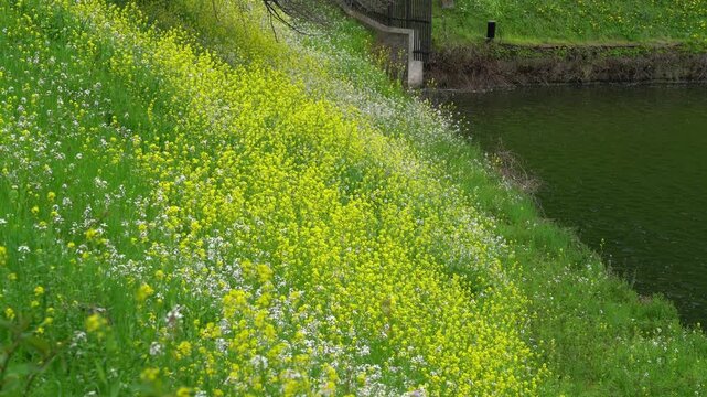 皇居のお堀の菜の花