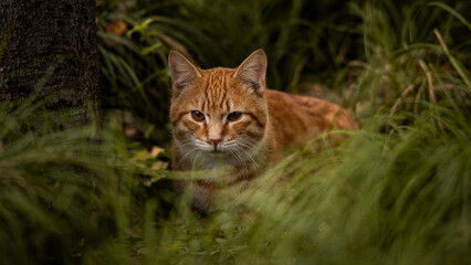 orange cat in the grass © Taka