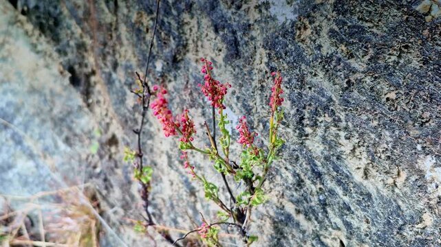 A delicate wild plant with tiny pink blossoms grows out of a rugged rock face in Mukteshwar, Uttarakhand, highlighting nature�s resilience against a textured stone backdrop.