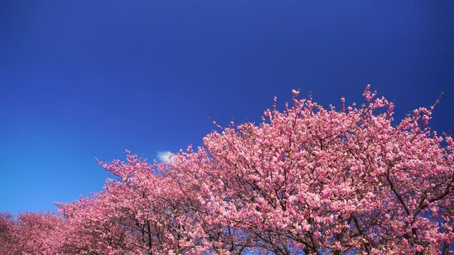 風渡る河津桜の桜並木