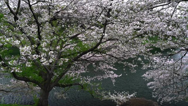 Cherry Blossoms at the Imperial Palace Moat - 皇居のお堀の桜