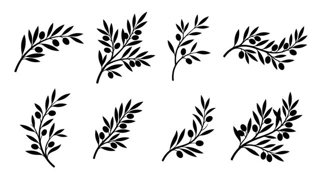 Set of minimalist black olive tree branch silhouettes with many leaves and fruits on white background, concept for organic food packaging, botanical logo design and Mediterranean decoration