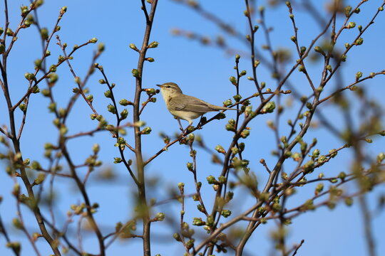 the willow warbler (Phyloscopus trochilus) UK in springtime