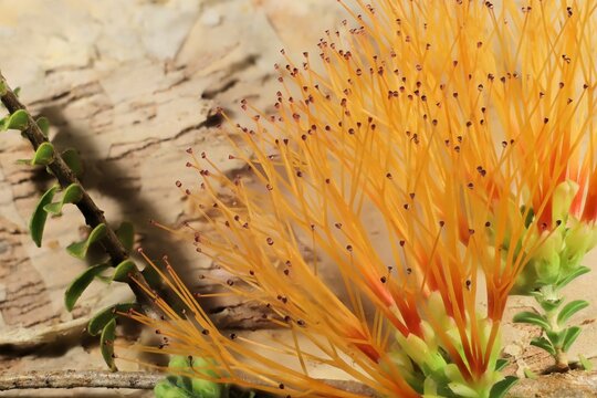 Close-up of Sand Bottlebrush (Beaufortia squarrosa orange) inflorescence on stem, South Australia