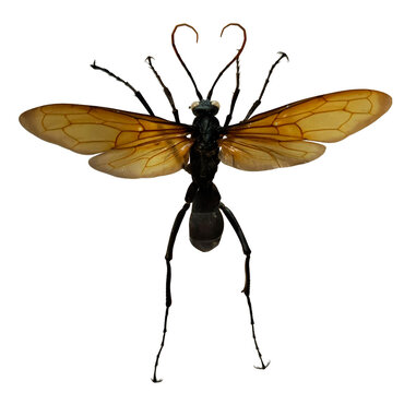 A giant tropical wasp Megascolia procer is isolated and displayed clearly, showing its distinctive body and wing structure.