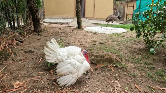 A white domestic turkey resting on the ground with feathers spread, captured in a natural enclosure setting. An emu can be seen in the background, adding depth to this farm or zoo environment scene.