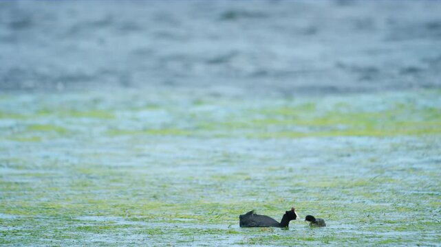 Red knobbed coot (Fulica cristata) bird alone on the lake surface in a wetland covered with flowers and mossy plants.