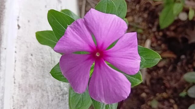Una toma de cerca de una planta con flor Catharanthus roseus de color rosado en movimiento en un jard&iacute;n 